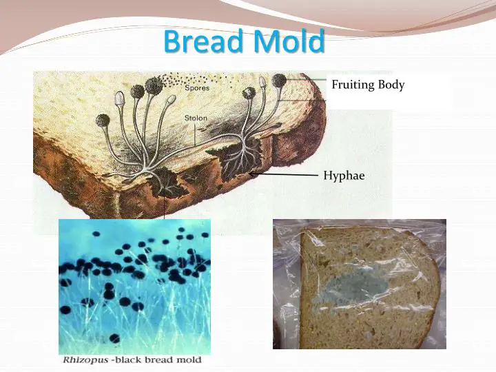 Mouldy bread.